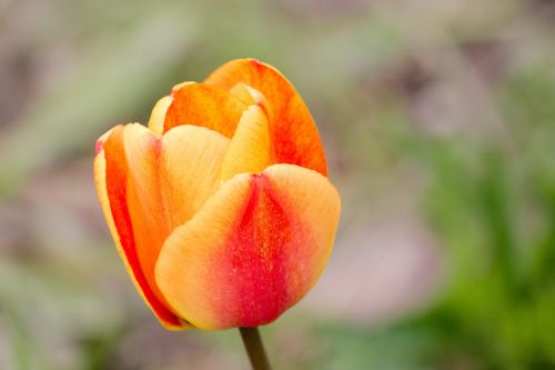 tulip flamed spring