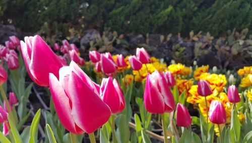 tulip flowers spring