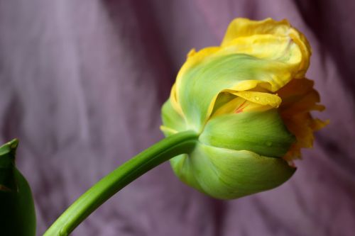 tulip yellow spring