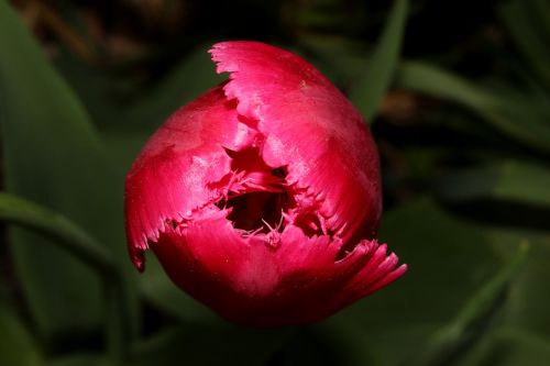 tulip flower pink