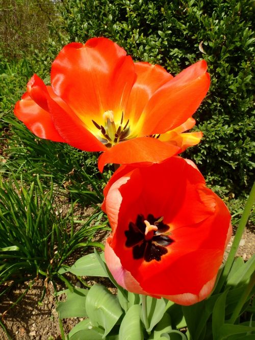 tulip flower blossom