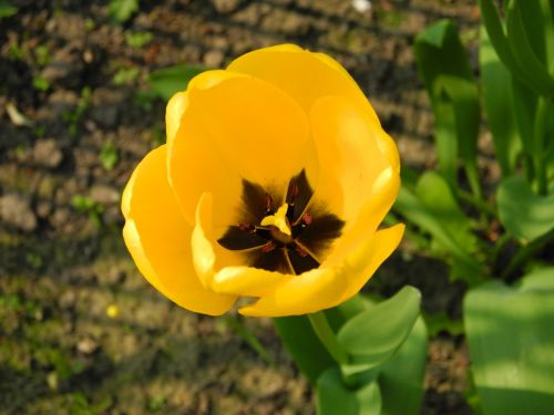 tulip spring flower yellow