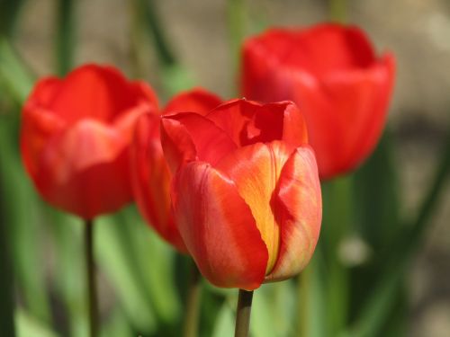 tulip tulips spring