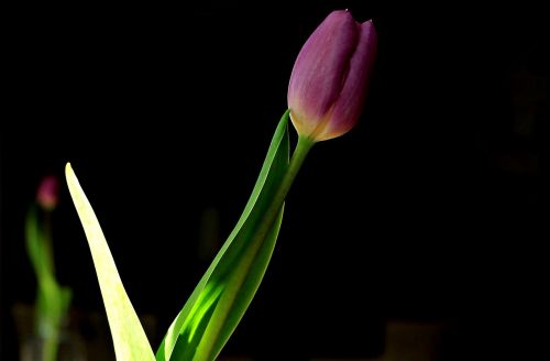 tulip flower blossom