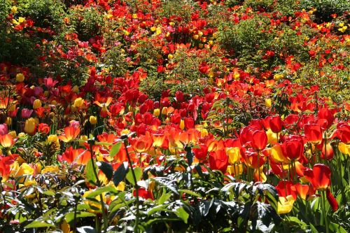 tulip flower nature