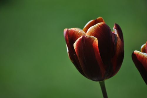 tulip flower spring