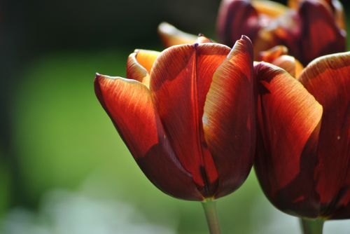 tulip spring red