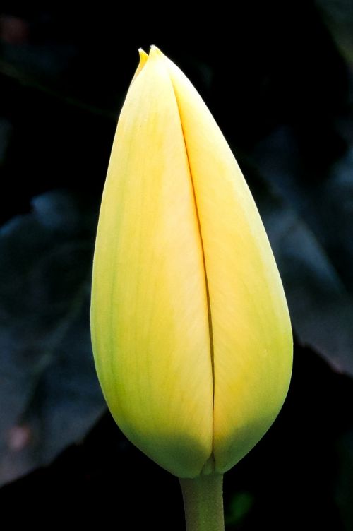 tulip yellow blossom