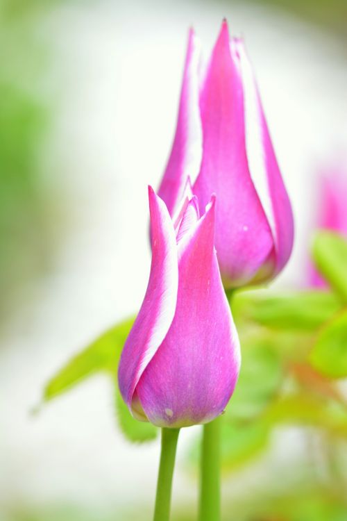 tulip violet pink