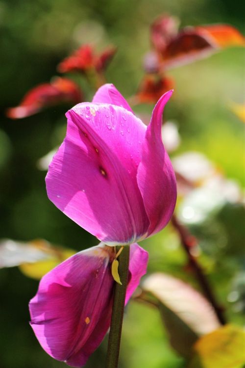 tulip pink beauty