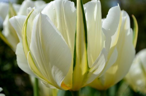 tulip white green