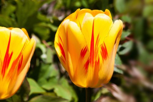 tulip spring flower flower