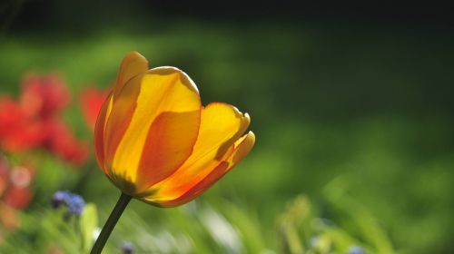tulip yellow red
