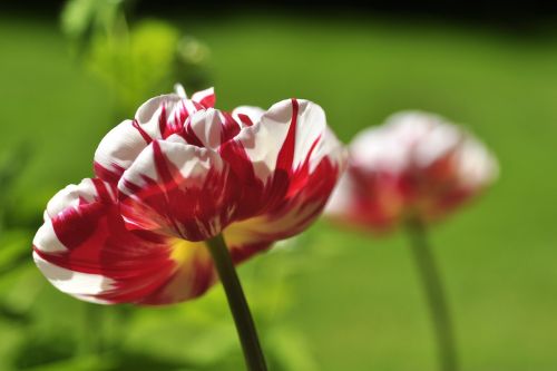 tulip white red