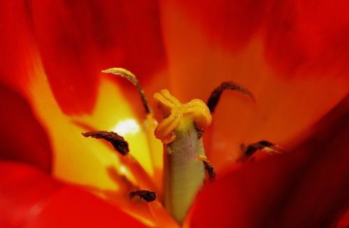 tulip close red