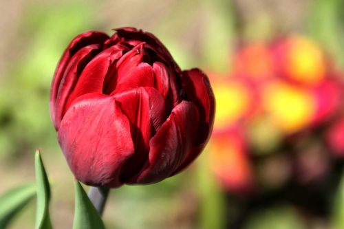 tulip red spring