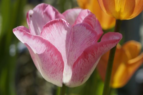 tulip flower pink