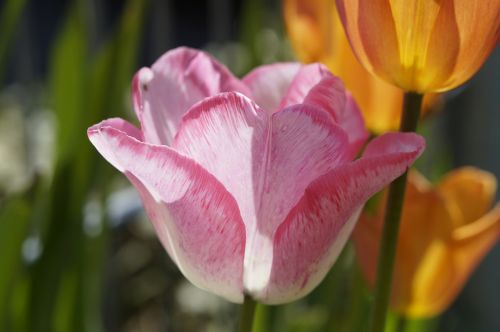 tulip flower pink