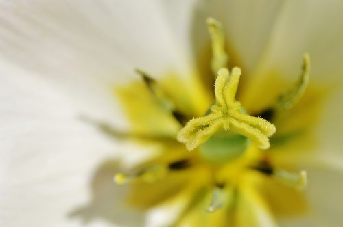tulip close white