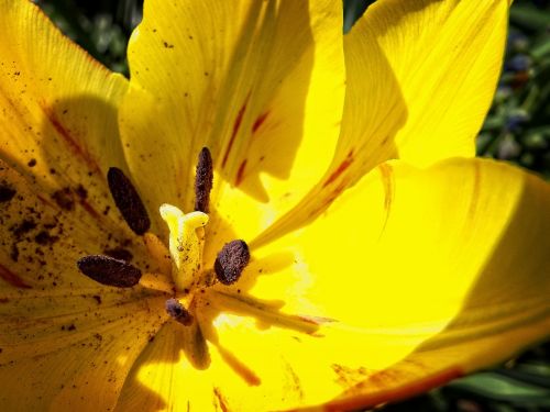 tulip yellow macro