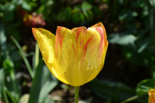 tulip flowers photography
