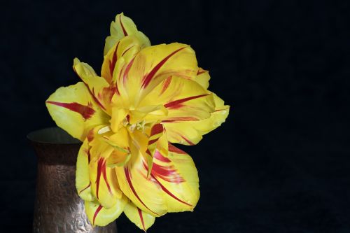 tulip flower yellow