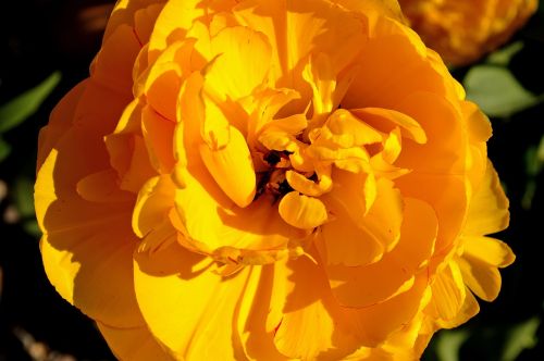 tulip yellow tumor yellow