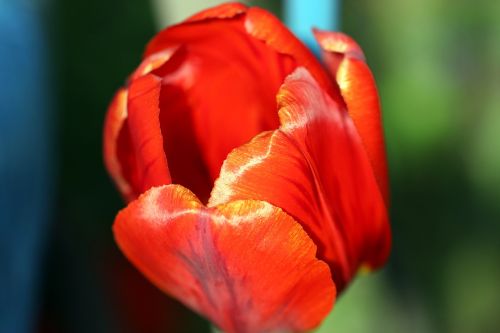 tulip spring red