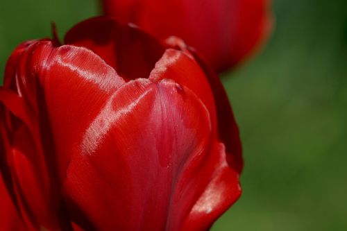tulip the petals red