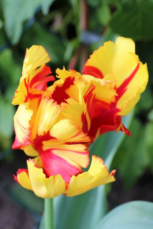 tulip blossom bloom