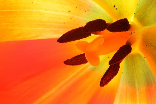 tulip macro colorful