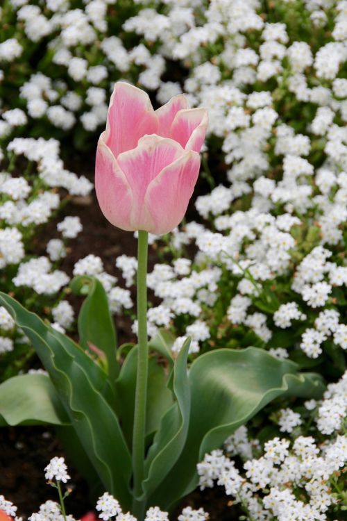tulip gloeckchenblume green