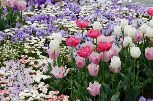 tulip daisy flowers