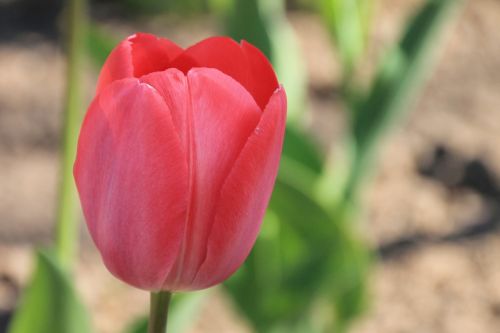 tulip red blossom