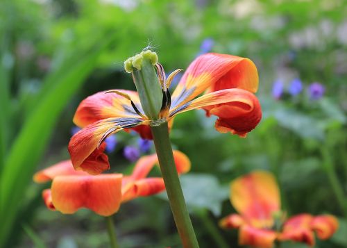 tulip beauty macro