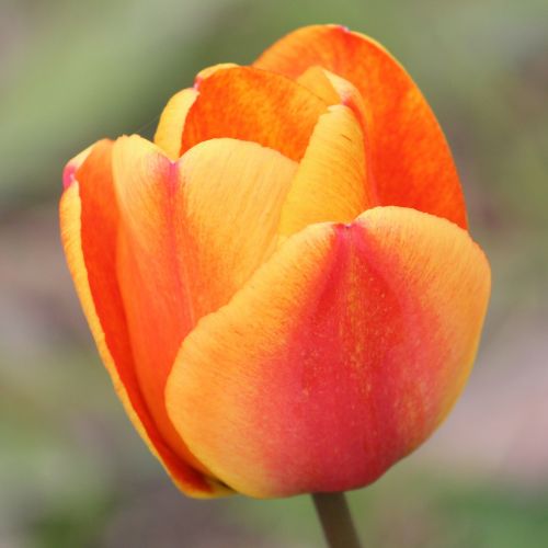 tulip blossomed orange