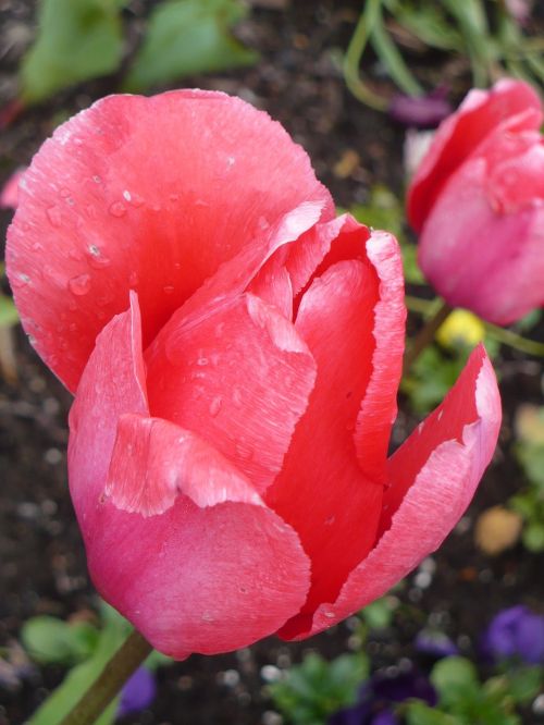 tulip flower pink