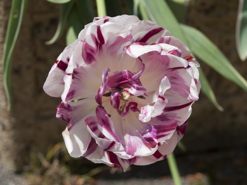 tulip may summer