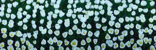 tulip flowers white