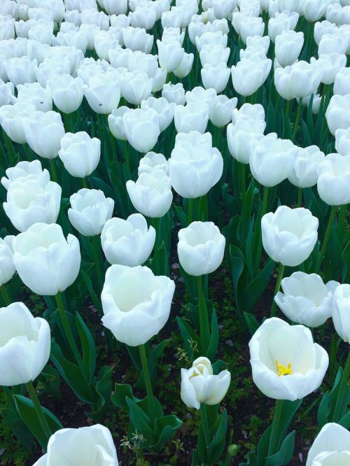 tulip flowers white
