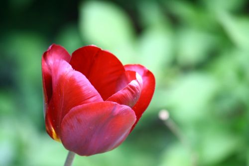 tulip haze red