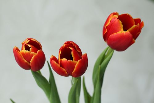 tulip red flower