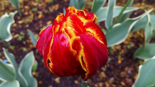 tulip bud bloom