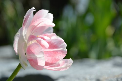 tulip flower blossom