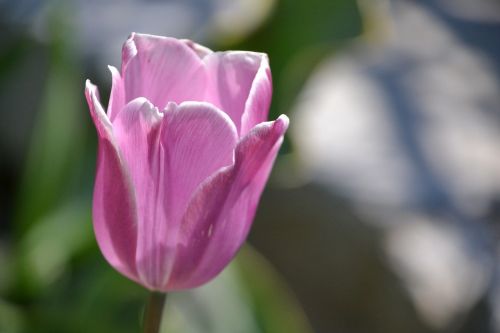 tulip flower blossom