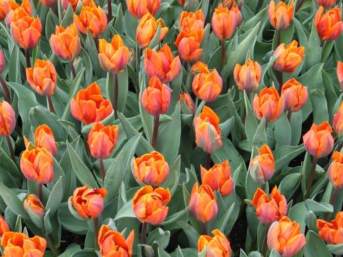 tulip orange flora