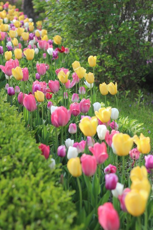 tulip flowers garden