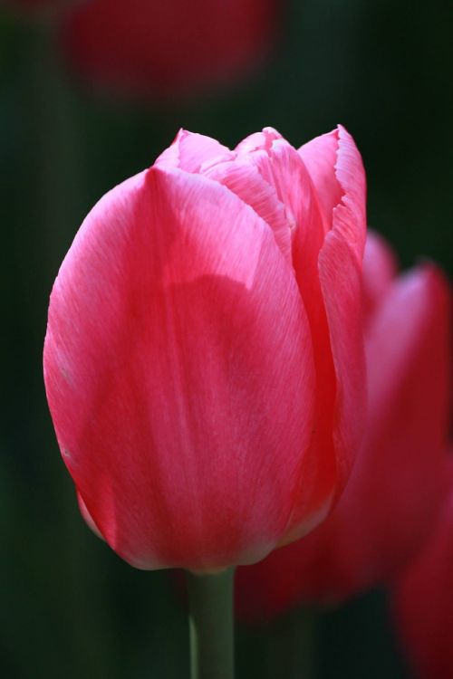 tulip pink flower