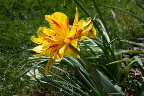 tulip yellow red