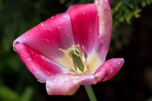 tulip flower blossom